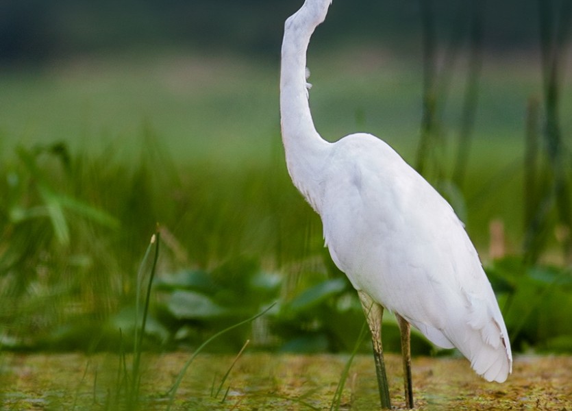 Great egret (Ardea alba) 007